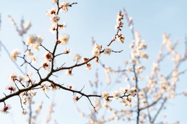 Bir dalda açan kayısı çiçeklerinin güzel, narin, beyaz çiçekleri, ilkbaharın başlarında mavi bir gökyüzüne karşı.