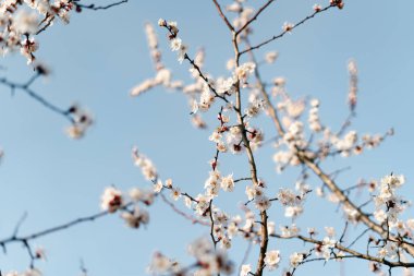Bir dalda açan kayısı çiçeklerinin güzel, narin, beyaz çiçekleri, ilkbaharın başlarında mavi bir gökyüzüne karşı.