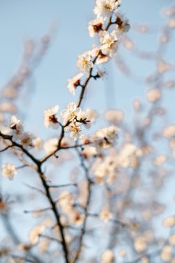 Güzel, narin, pembe bir kayısı çiçeği bir dalın üzerinde, ilkbaharın başlarında mavi gökyüzüne karşı.