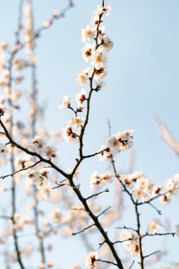Güzel, narin, pembe bir kayısı çiçeği bir dalın üzerinde, ilkbaharın başlarında mavi gökyüzüne karşı.