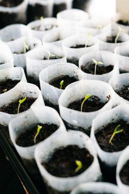 verimli topraklarda gübrelerle yetişen genç bitki filizleri, bebek tohumları filizlenir. Salatalık fideleri. Mevsim trendi. Taze doğal organik ürün.