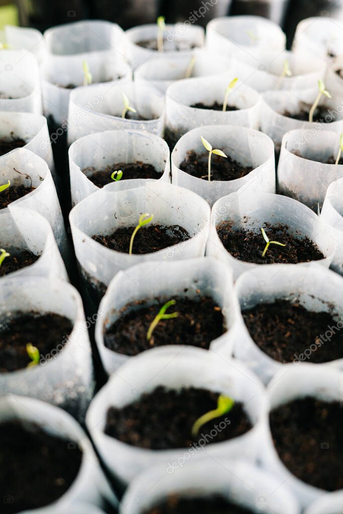 young Plant seedlings growing on fertile soil with fertilizer, baby plant Seedlings sprout. squash seedlings. seasons trend. Fresh natural organic product