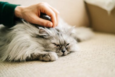 Gri, kawaii, şirin, tüylü İskoç düz uzun saçlı, yeşil gözlü gri kedi bej bir kanepede yatıyor ve genç bir adam kedinin kafasını okşuyor..