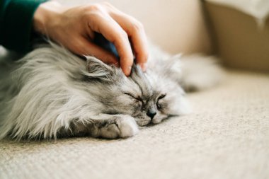 Gri, kawaii, şirin, tüylü İskoç düz uzun saçlı, yeşil gözlü gri kedi bej bir kanepede yatıyor ve genç bir adam kedinin kafasını okşuyor..