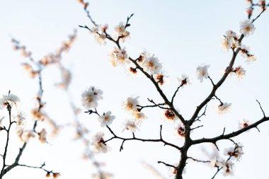 Doğanın güzel bahar çiçekli soyut arkaplanı. Yumuşak, açık mavi gökyüzü arkaplanına odaklı, çiçek açan kayısı makrosu dalları. Bahar mevsimleri eğilimi