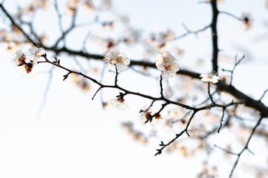 Doğanın güzel bahar çiçekli soyut arkaplanı. Yumuşak, açık mavi gökyüzü arkaplanına odaklı, çiçek açan kayısı makrosu dalları. Bahar mevsimleri eğilimi