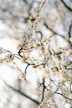 Kiraz eriği ağacının dallarında, ilkbaharın başlarında açan pek çok beyaz, narin çiçek vardır. Batan güneşin ışınlarında. mevsimsel eğilim
