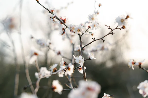 Beautiful Floral Spring Abstract Background Nature Branches Blossoming Apricot Macro — Stock Photo, Image