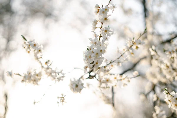 on the branches of the cherry plum tree, there are many white, delicate flowers that bloomed in early spring.in the rays of the setting sun. seasonal trend