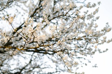 Kiraz eriği ağacının dallarında, ilkbaharın başlarında açan pek çok beyaz, narin çiçek vardır. Batan güneşin ışınlarında. mevsimsel eğilim