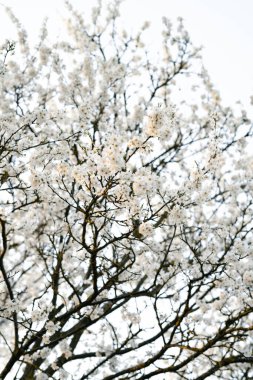 Kiraz eriği ağacının dallarında, ilkbaharın başlarında açan pek çok beyaz, narin çiçek vardır. Batan güneşin ışınlarında. mevsimsel eğilim