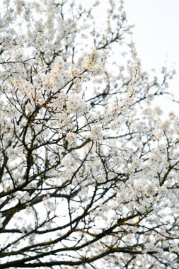 Kiraz eriği ağacının dallarında, ilkbaharın başlarında açan pek çok beyaz, narin çiçek vardır. Batan güneşin ışınlarında. mevsimsel eğilim