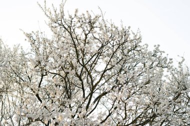 Kiraz eriği ağacının dallarında, ilkbaharın başlarında açan pek çok beyaz, narin çiçek vardır. Batan güneşin ışınlarında. mevsimsel eğilim