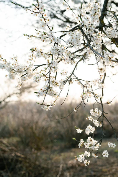 on the branches of the cherry plum tree, there are many white, delicate flowers that bloomed in early spring.in the rays of the setting sun. seasonal trend