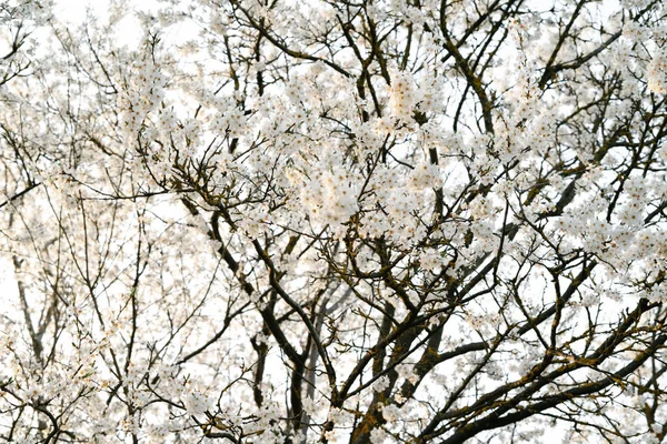 Branches Cherry Plum Tree Many White Delicate Flowers Bloomed Early — Stock Photo, Image