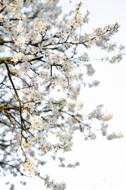 Kiraz eriği ağacının dallarında, ilkbaharın başlarında açan pek çok beyaz, narin çiçek vardır. Batan güneşin ışınlarında. mevsimsel eğilim