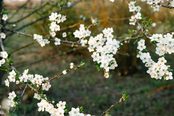 blooming white tree. with a lot of white, delicate cherry blossom flowers. branches of a blooming plum tree on a background of green grass in the light of the setting sun. huge blooming tree