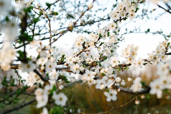 Blooming White Tree Lot White Delicate Cherry Blossom Flowers Branches — Stock Photo, Image