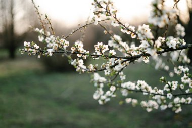 Çiçek açan beyaz ağaç. Bir sürü beyaz, narin kiraz çiçekleriyle. Batan güneşin ışığında yeşil otların üzerinde çiçek açan erik ağacının dalları. Büyük çiçek açan ağaç.