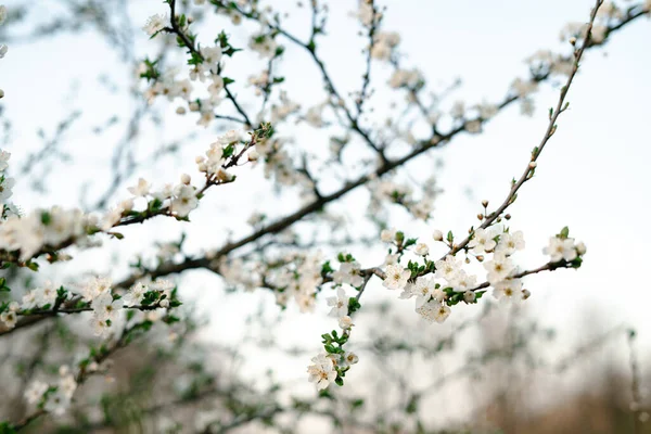 blooming white tree. with a lot of white, delicate cherry blossom flowers. branches of a blooming plum tree on a background of green grass in the light of the setting sun. huge blooming tree