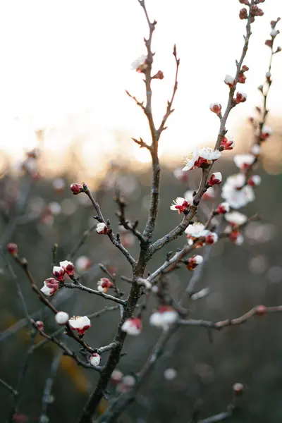 Прекрасний Квітковий Весняний Абстрактний Фон Природи Бра Квітучого Абрикосового Макросу — стокове фото