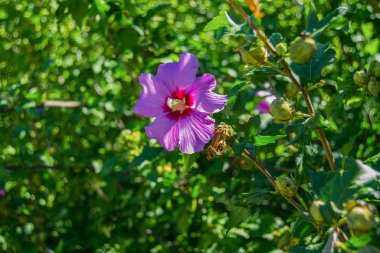 Kırmızı ya da pembe güzel Hibiscus Syriacus çiçeği ya da yeşil arka planda Çin gülü