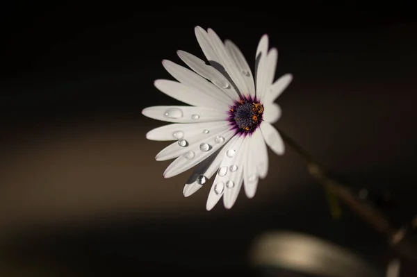 Çiçek Damlalarının Birleşimi Güzel Renklere Neden Olur — Stok fotoğraf