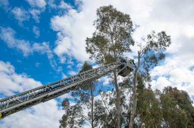 İtfaiyeci otomatik olarak ağaçları kesiyor.