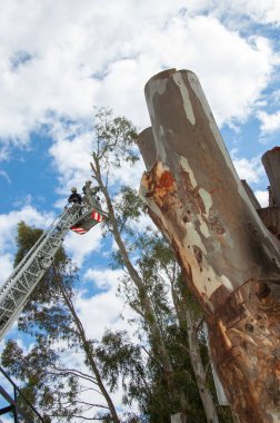 firefighter cutting down trees on the autoscale clipart