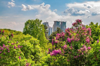 Çiçek açan leylak, bahar çiçekleri