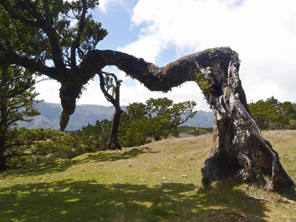 Las laurowy Fanal, Madera, Portugalia, Europa — Zdjęcie stockowe