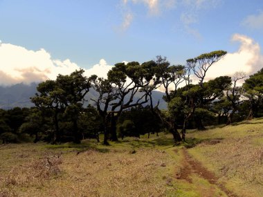 Laurel Ormanı Fanal, Madeira, Portekiz, Avrupa