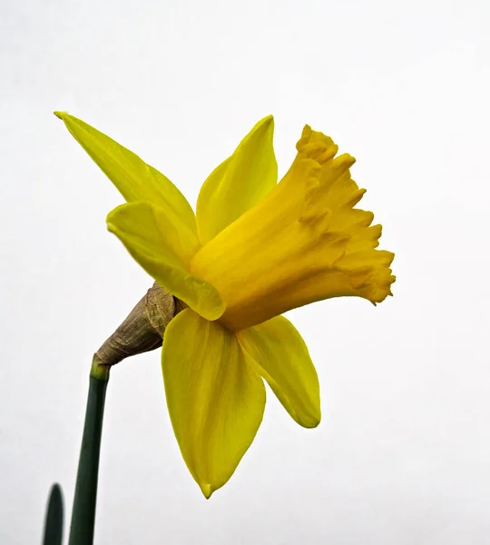 Daffodil bloem of narcissen geïsoleerd op witte achtergrond cutout — Stockfoto
