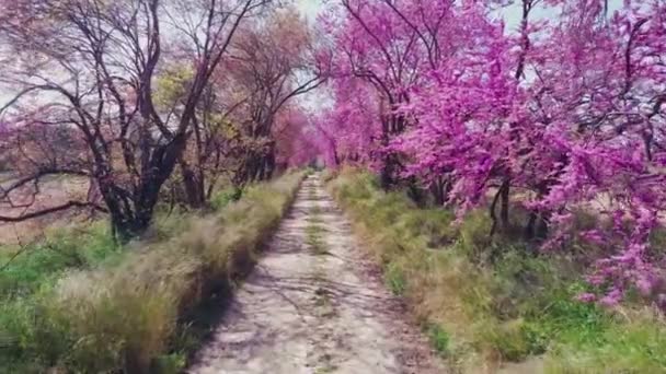 Прекрасные Пейзажи Цветущих Деревьев Весной Солнцем Улице — стоковое видео