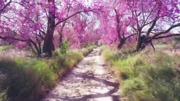 Lindas Paisagens Árvores Florescentes Primavera Com Sol Fora — Vídeo de Stock