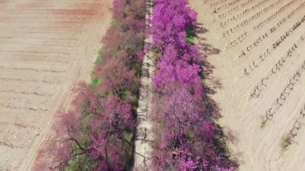 Schöne Landschaften Blühender Bäume Frühling Mit Sonne Draußen — Stockvideo