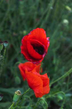 Baharda kırmızı gelincikler ve arka planda bulutlar