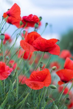 Baharda kırmızı gelincikler ve arka planda bulutlar