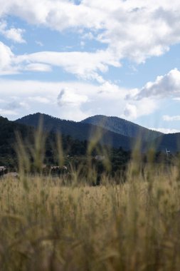 Buğday tarlaları dağlar ve bulutlarla kaplıdır.