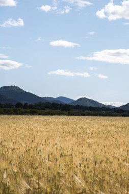 Buğday tarlaları dağlar ve bulutlarla kaplıdır.