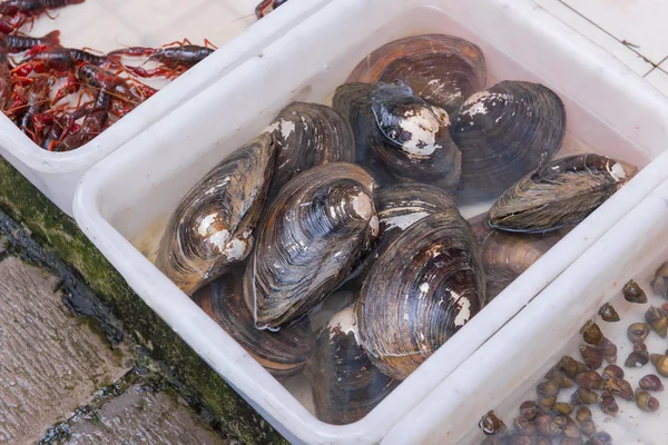 Grupp av musslor i skal på marknaden — Stockfoto