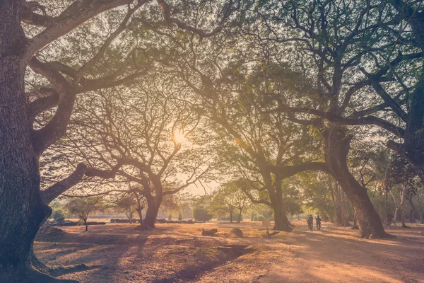 公園内に太陽光のある森の大きな木 — ストック写真