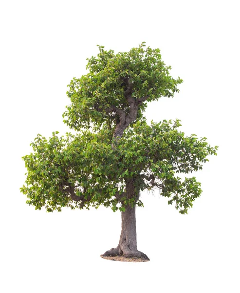 Tree in summer isolate on white background — Stock Photo, Image