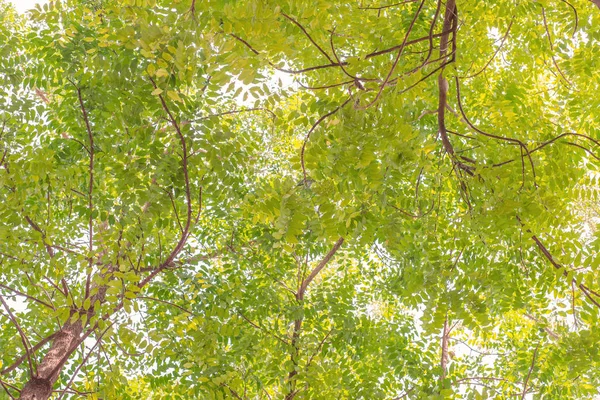 Árbol de otoño en el bosque visto desde cero —  Fotos de Stock