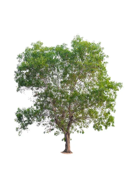 Δέντρο το καλοκαίρι απομονωθεί σε λευκό φόντο — Φωτογραφία Αρχείου
