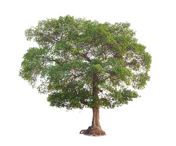 Tree in summer isolate on white background — Stock Photo, Image