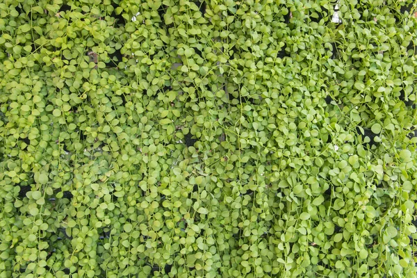 Dischidia ruscifolia of miljoen harten plantaardige natuurlijke patronen fo — Stockfoto