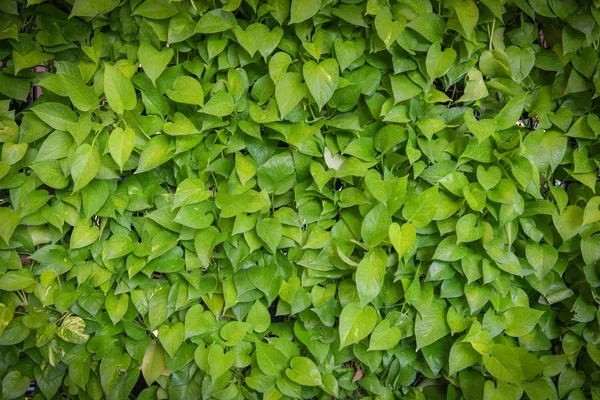 Зеленый лист в сельскохозяйственной ферме на заднем плане — стоковое фото