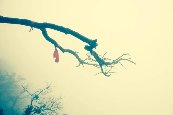 Árboles secos en el invierno en el bosque misterioso con vistas a fo —  Fotos de Stock