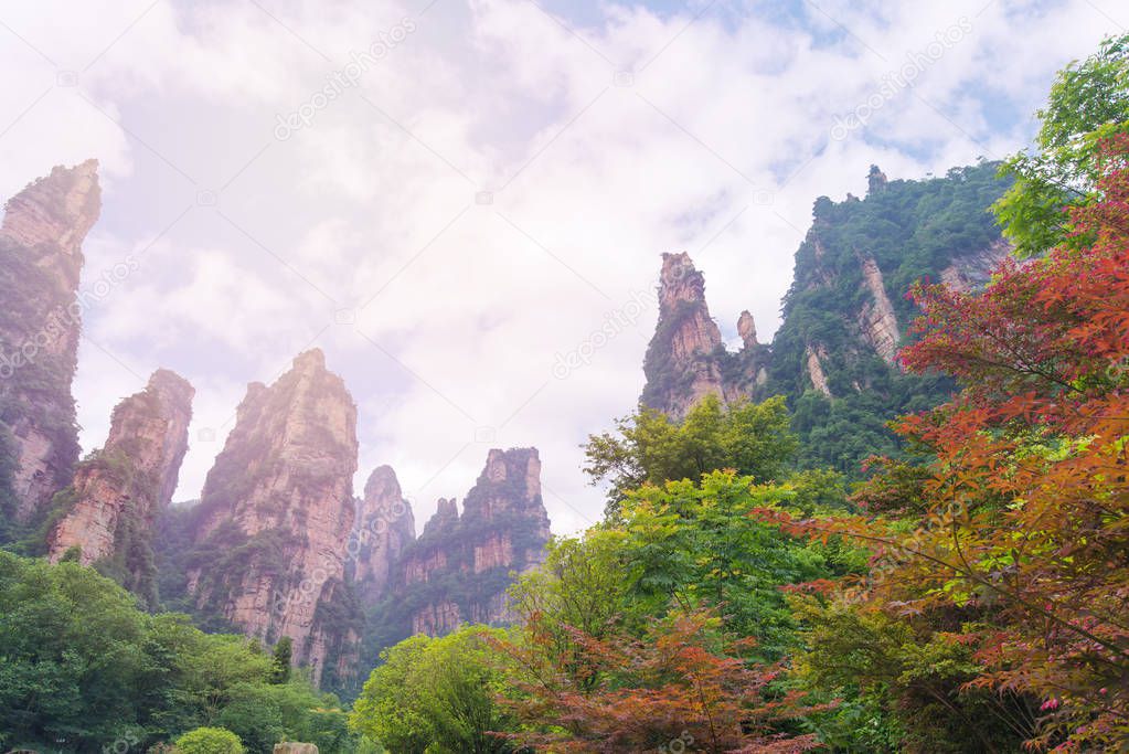 Autumn tree and foliage in mountain at Zhangjiajie National Fore